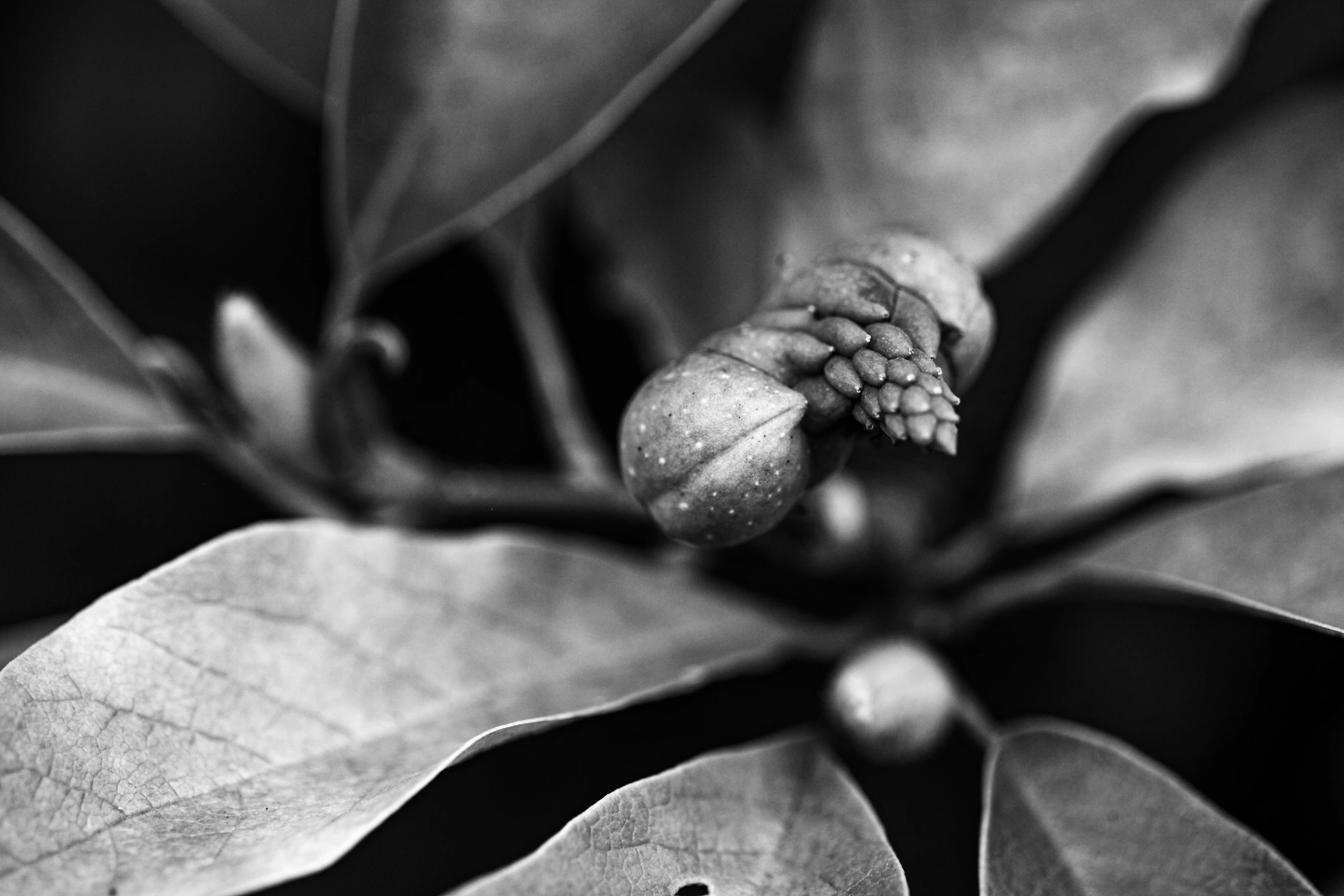 black and white po of a leaf and a bud