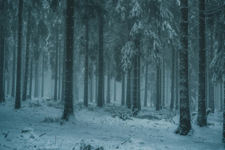 the woods in a snow covered forest, are full of snow