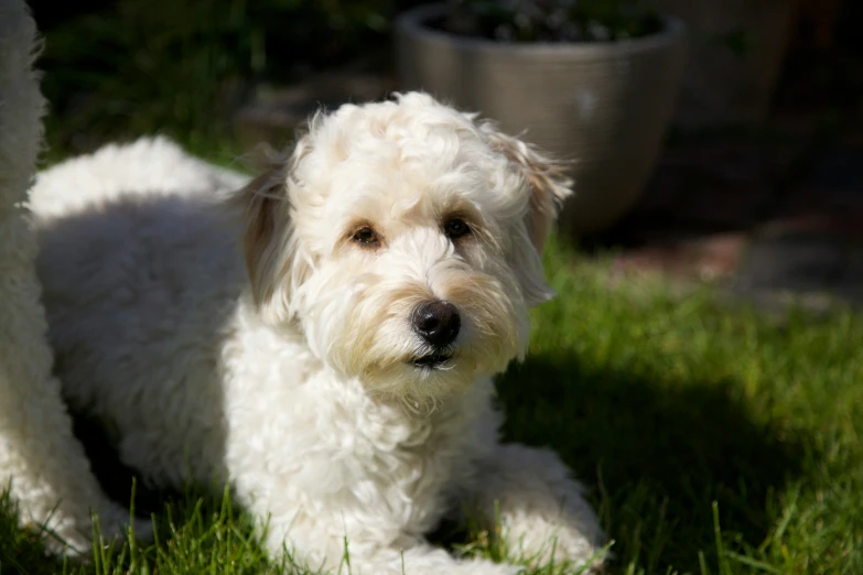 a white dog sitting in the grass with its eyes closed