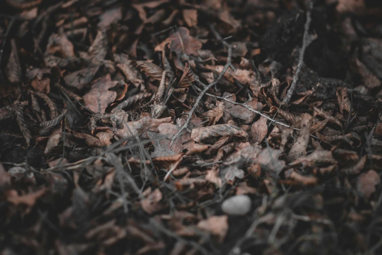 the ground is full of many leaves and twigs