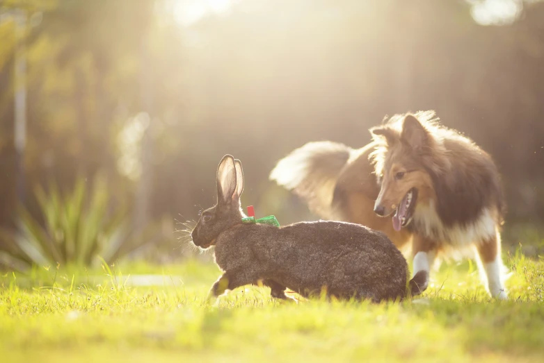 a dog is standing in the grass with two rabbits