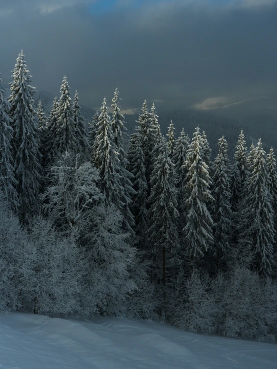 a snow covered field and forest near some trees