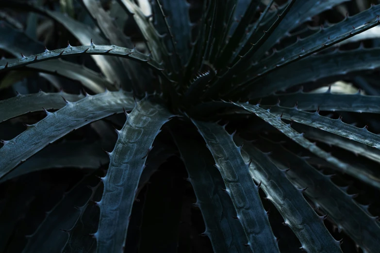 the center of an intricate plant is covered in raindrops