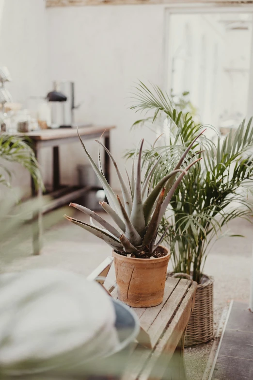 three different houseplants on a wooden table next to some glass