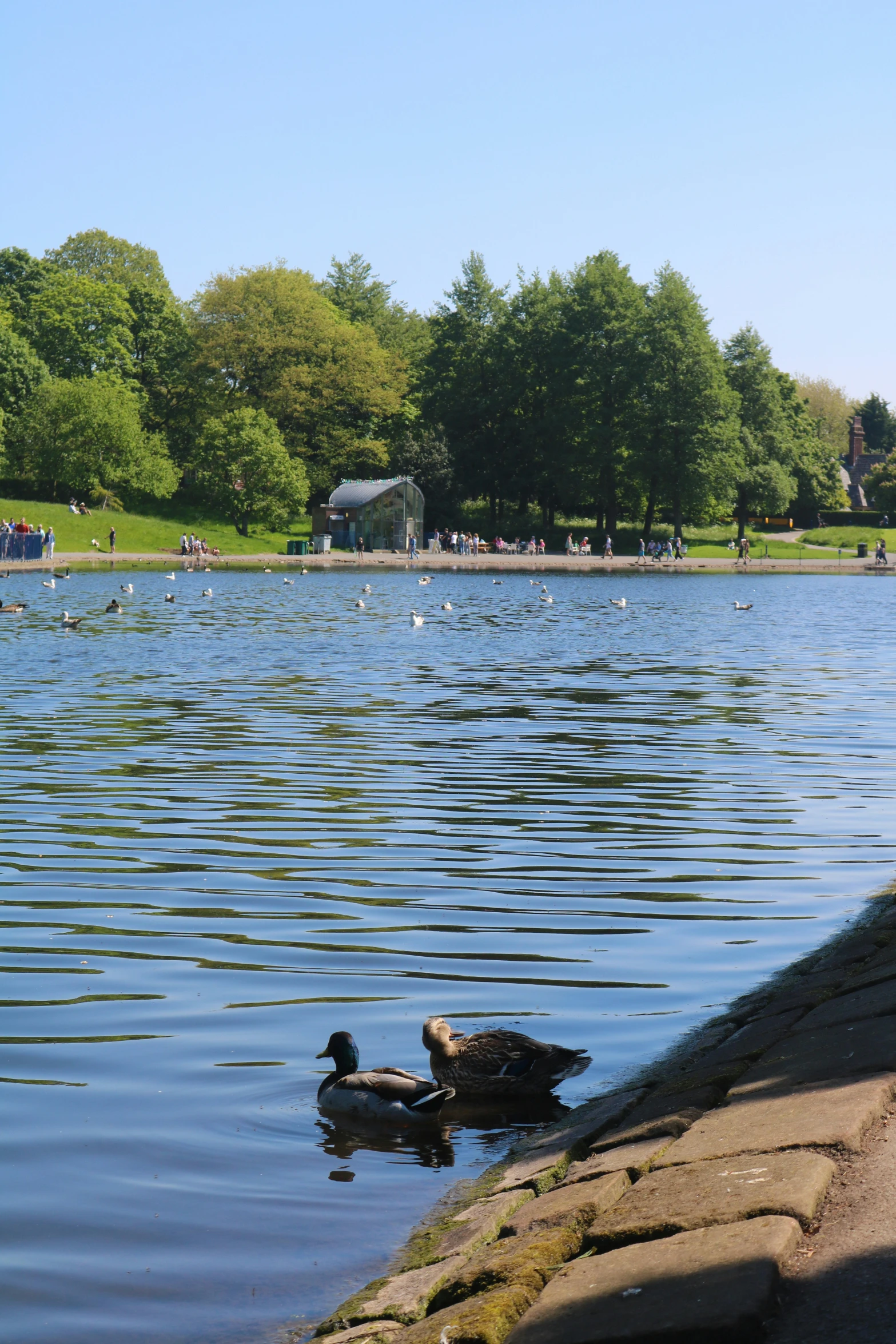 a duck floating in the middle of the water