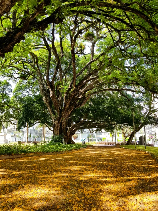 trees and grass around the park and sidewalk