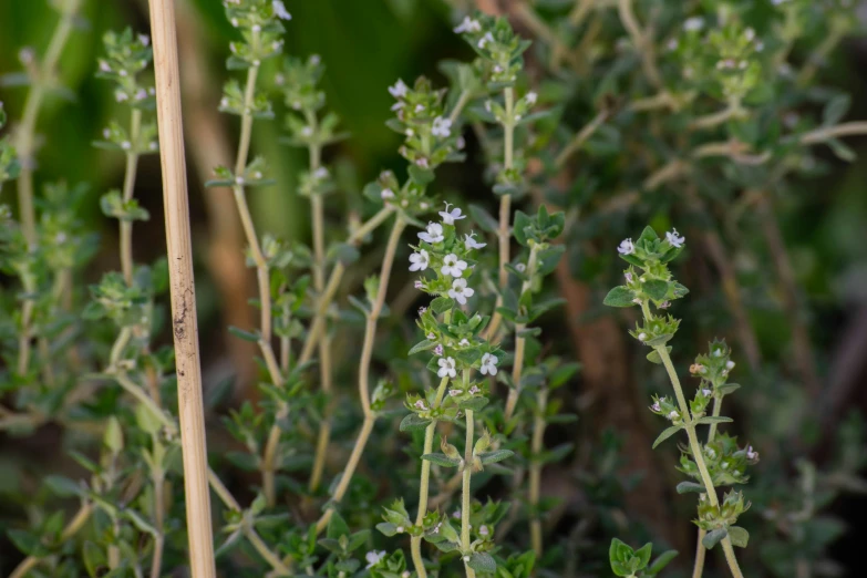 the small plant is growing on the edge of the wood