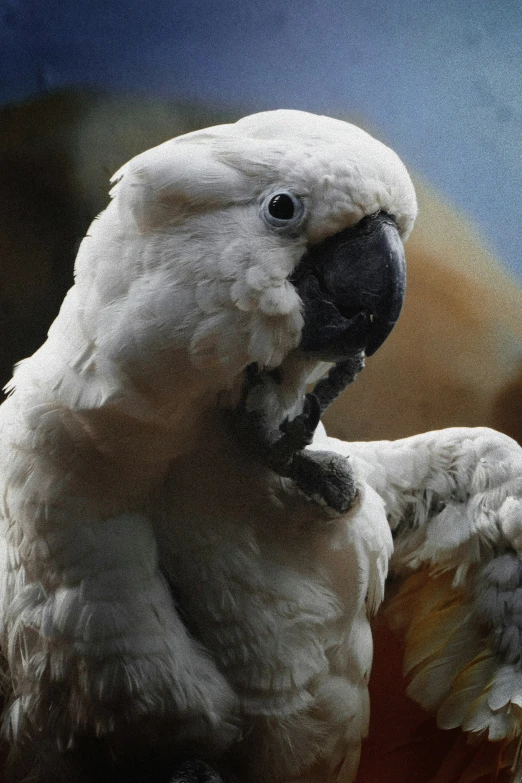 a white parrot with black eyes and feathers