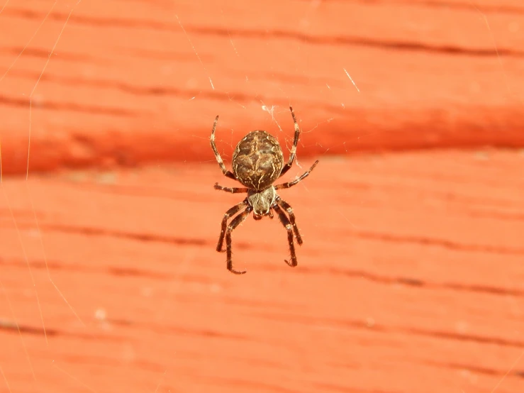 a small spider is hanging in its web