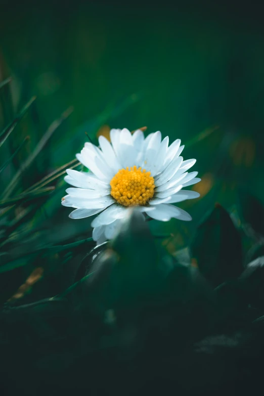 a flower is sitting in the green grass