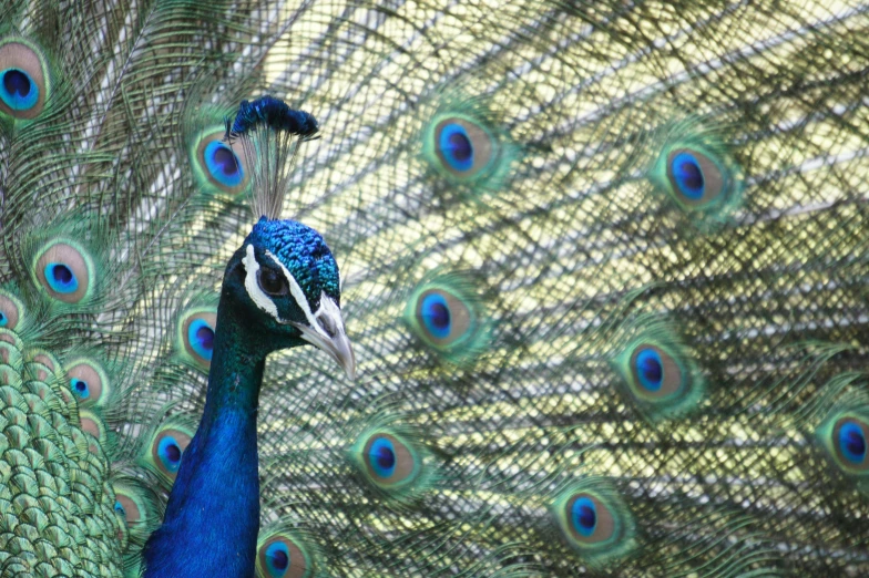 a peacock is standing near the feathers