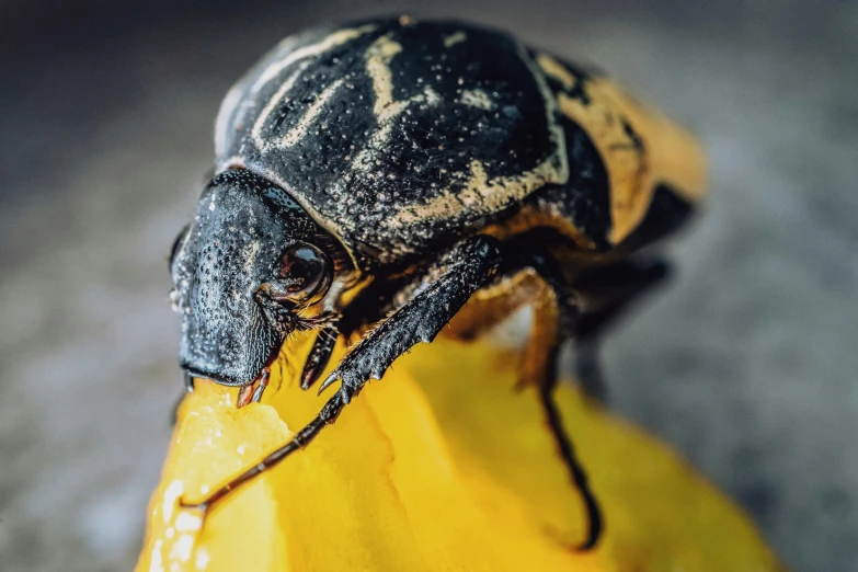 a black bug sitting on top of a yellow banana