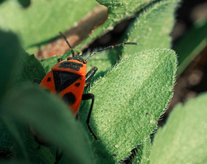 a small red and black bug sitting on green leaves