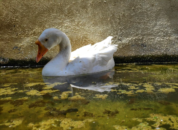 a duck floating in the water next to a wall