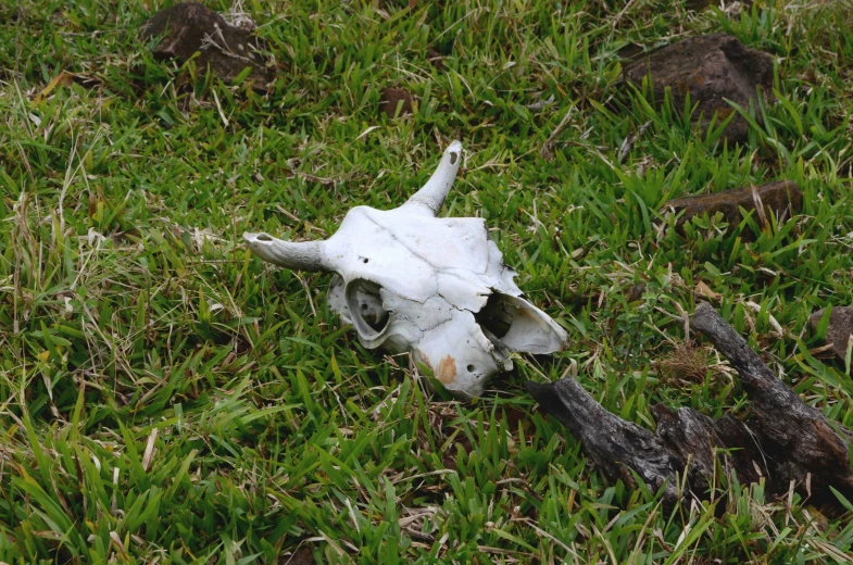 an animal's skull lying in the grass