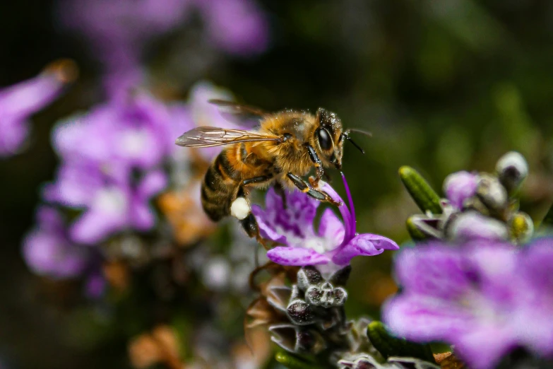 a bee is perched on top of a flower