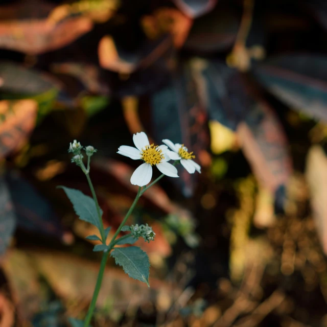 two flowers with green leaves in the background