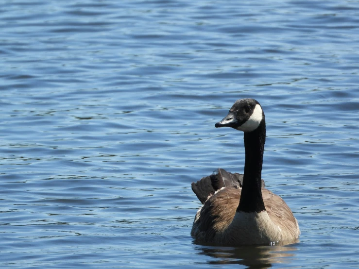 a duck is swimming in a body of water