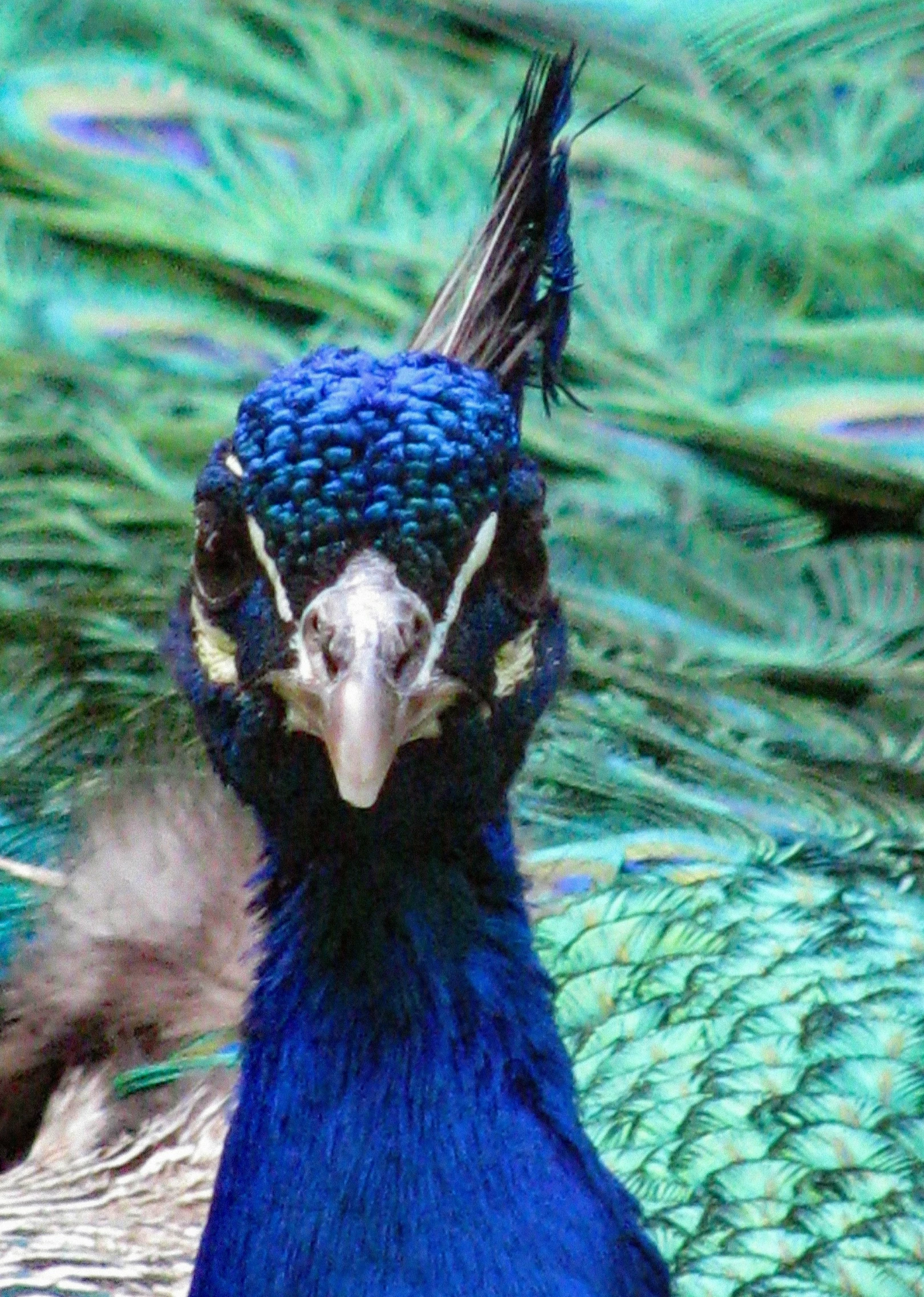 blue peacock with feathers standing near water