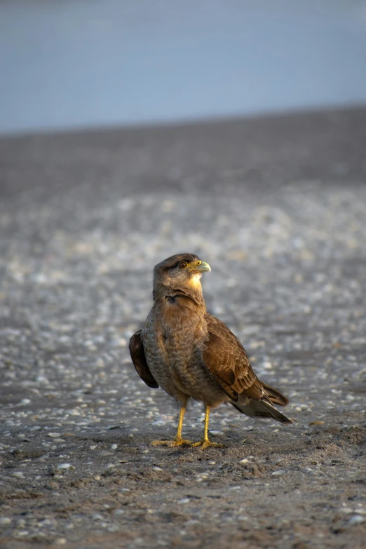 a little brown bird on the street with blue sky in background