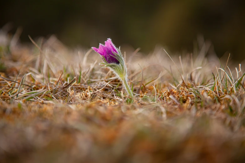 a single flower with pinkish petals is sticking out of a patch of brown grass