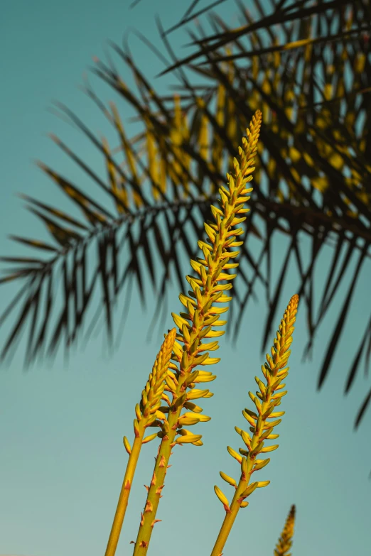 a large green plant on a sunny day