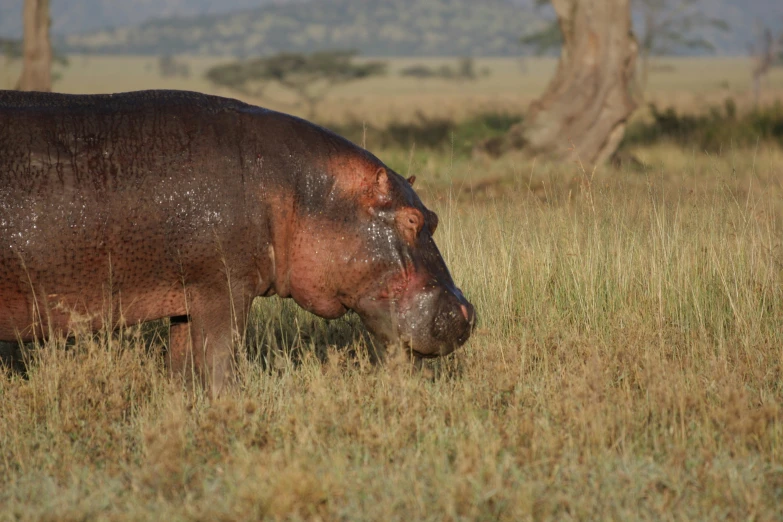 a hippo is standing in a field grazing