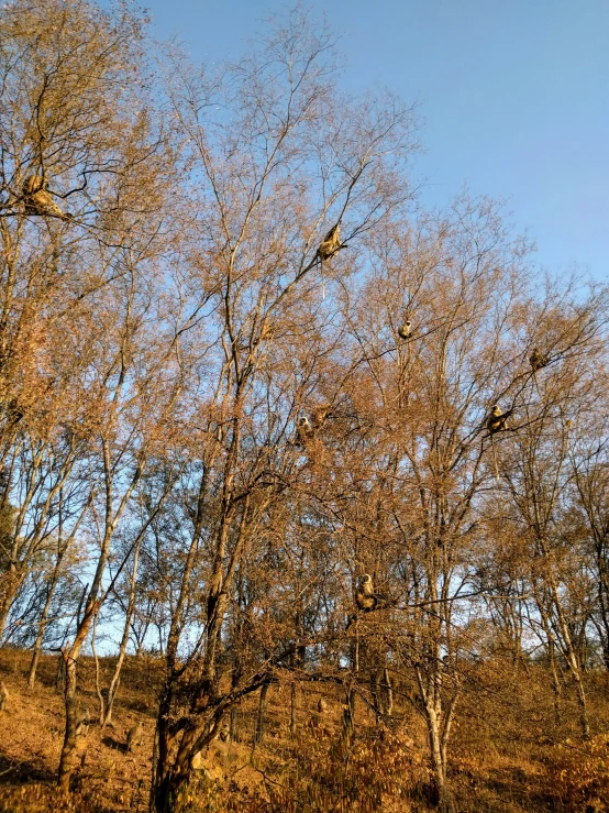 trees with several birds on them and a field of brown