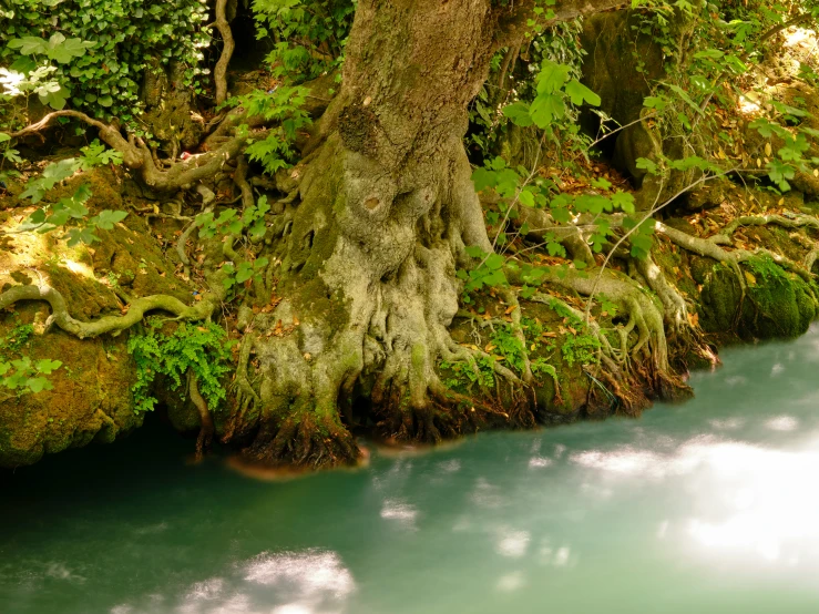 a stream in the woods that looks like it's really clear