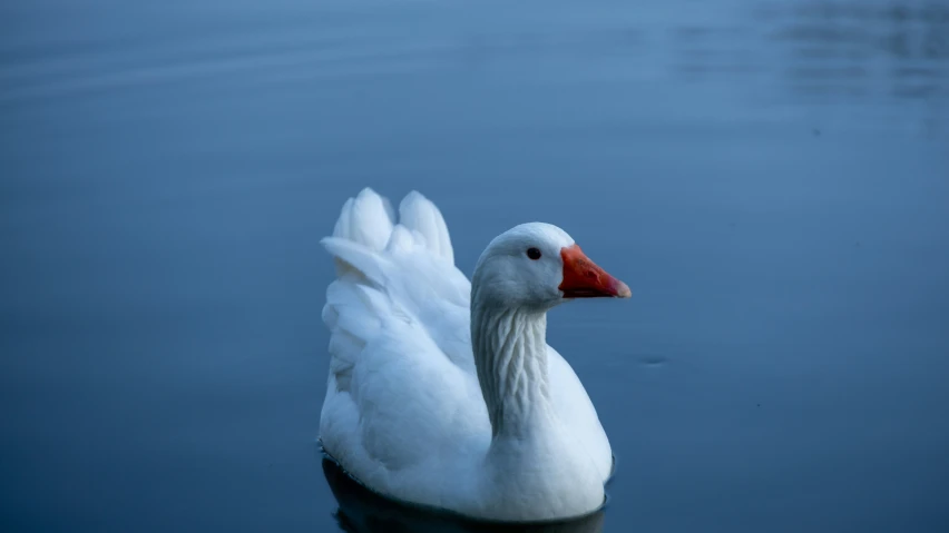 a white duck floating in water surrounded by water