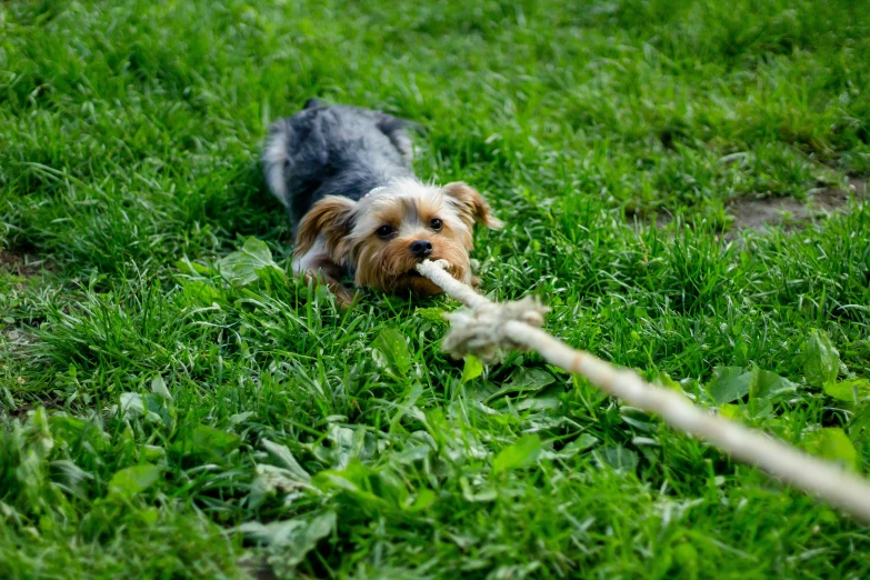 a little dog with a rope tied to its mouth is chewing