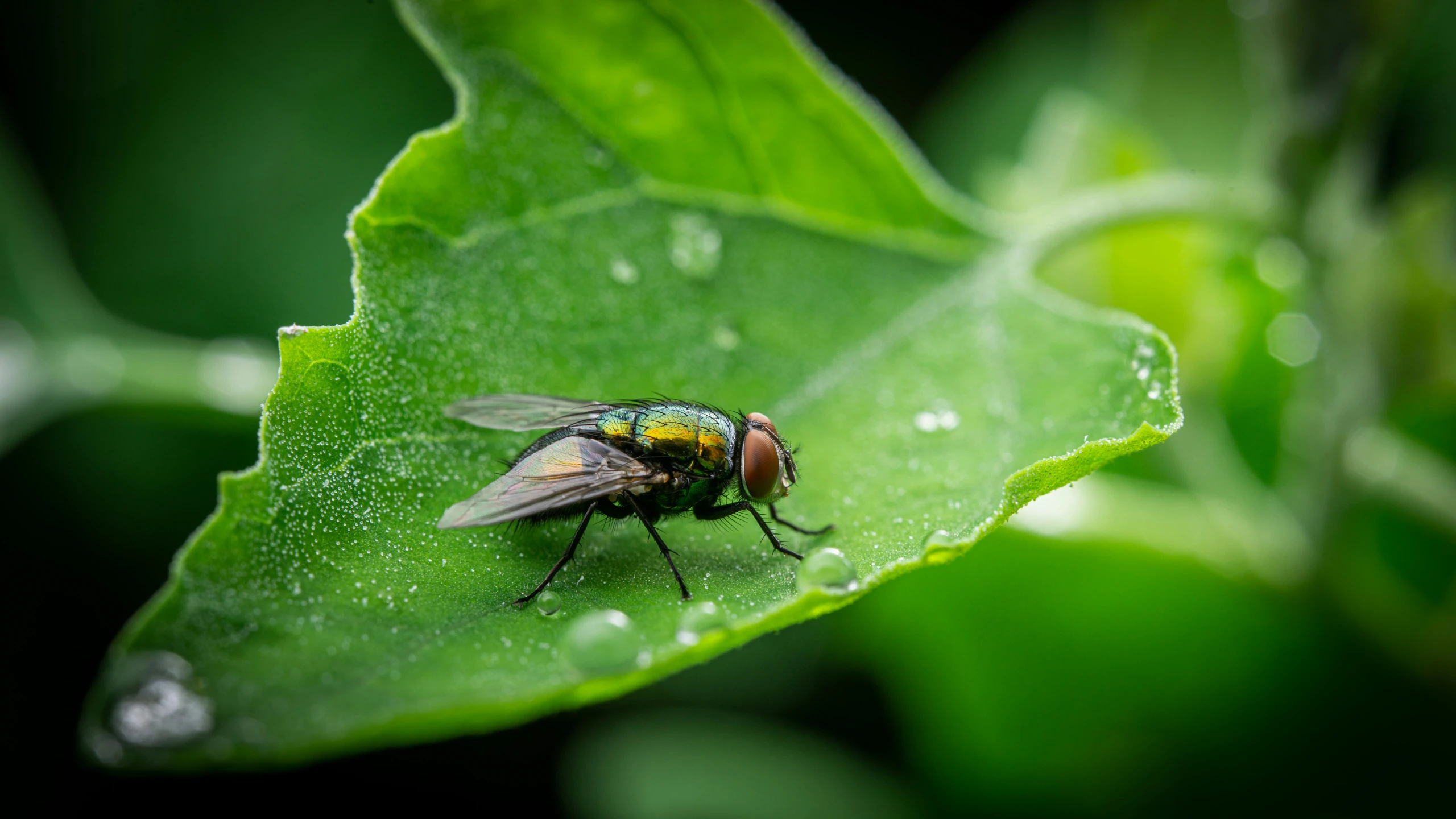 the fly is sitting on the green leaf