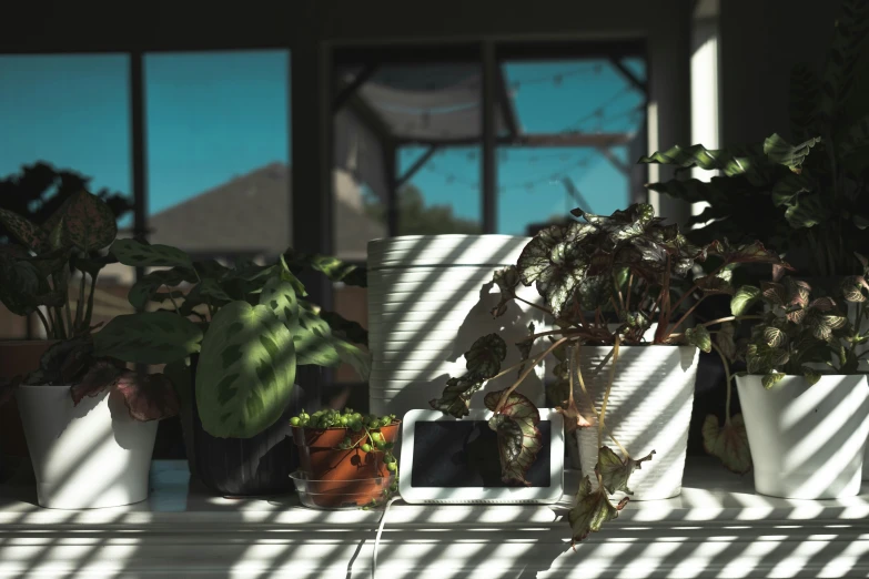 a row of plants sits on a window sill