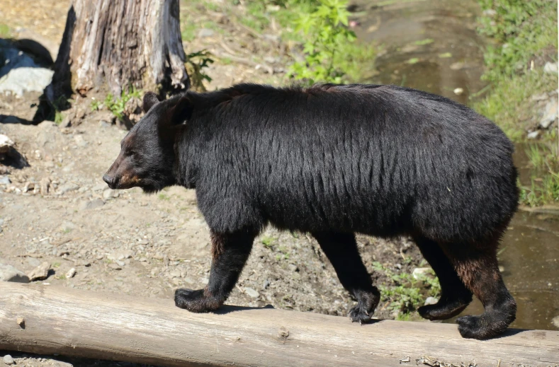 a large black bear walking across a log