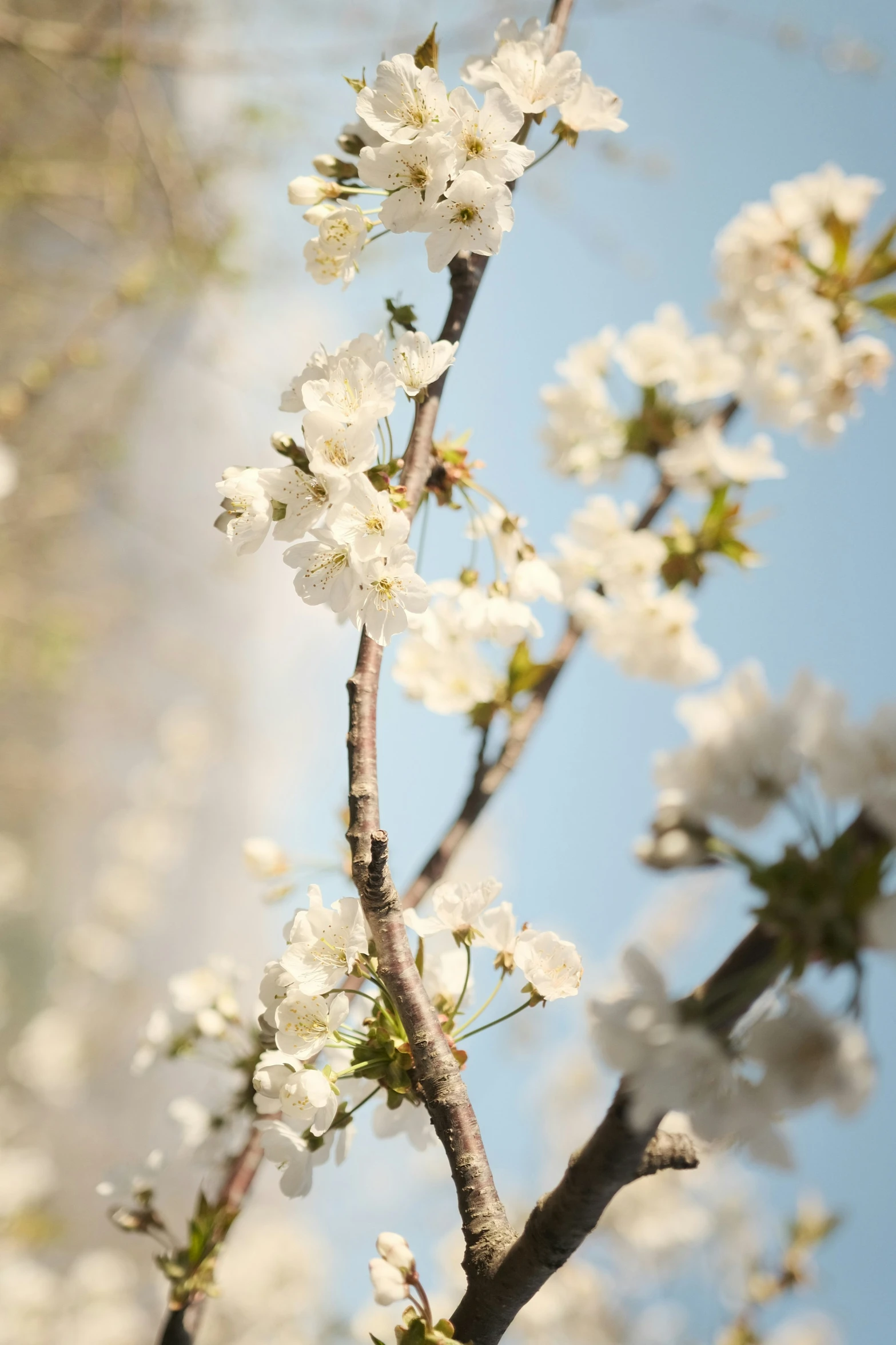 a nch with flowers blooming next to a bright blue sky