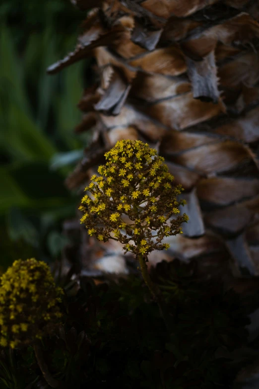 some small yellow flowers are in the foreground and a pine cone in the background