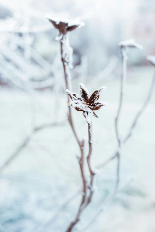 a leaf is sitting on the twig of a twig