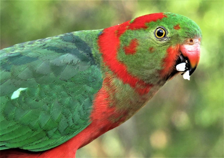 a bird with red, green and yellow feathers standing next to a tree