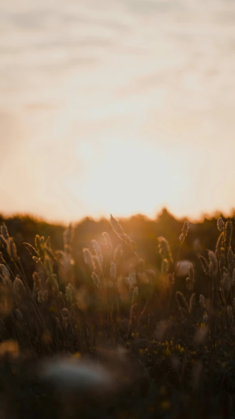 a bunch of plants sitting in front of the sun