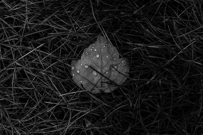 a leaf covered in rain on a black background