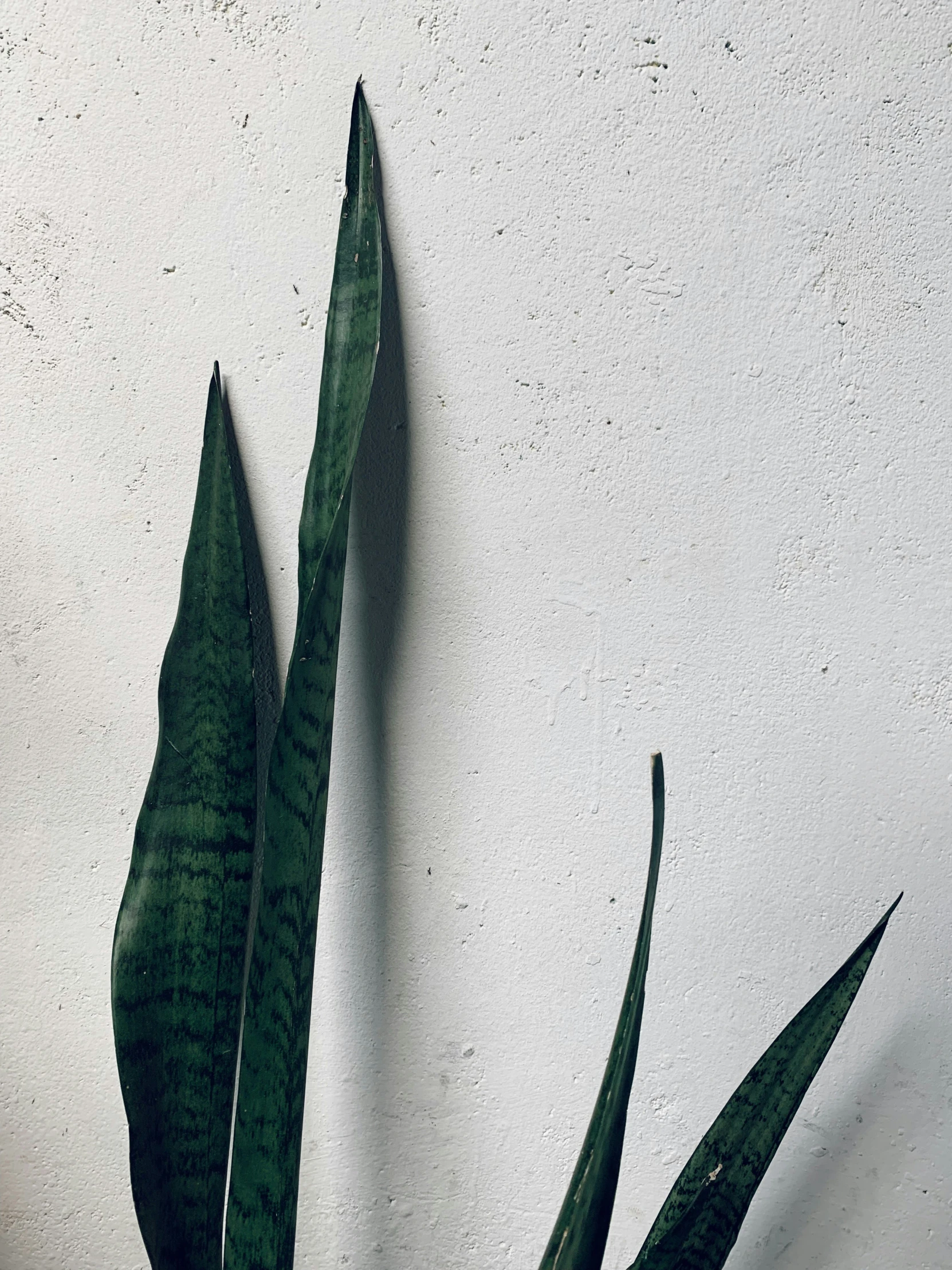 some very big leaves hanging on a wall