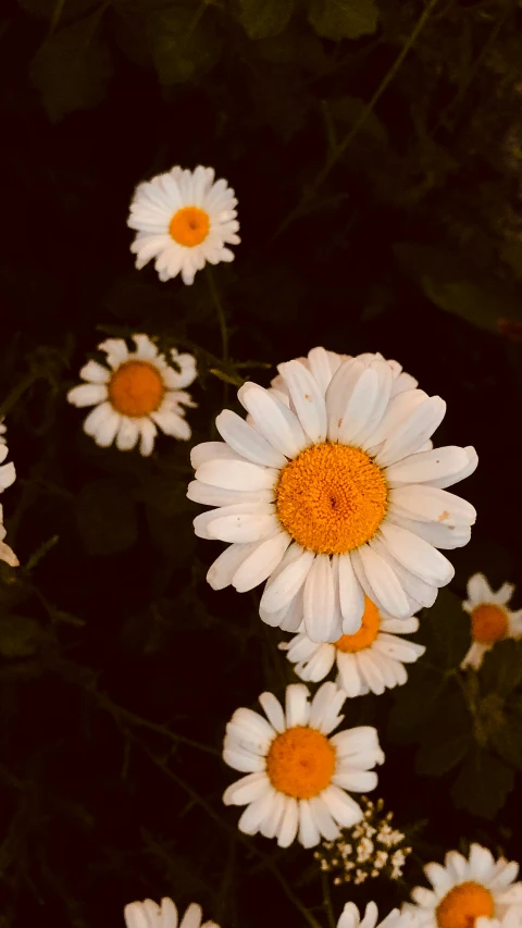 several wild flowers that are very large and white