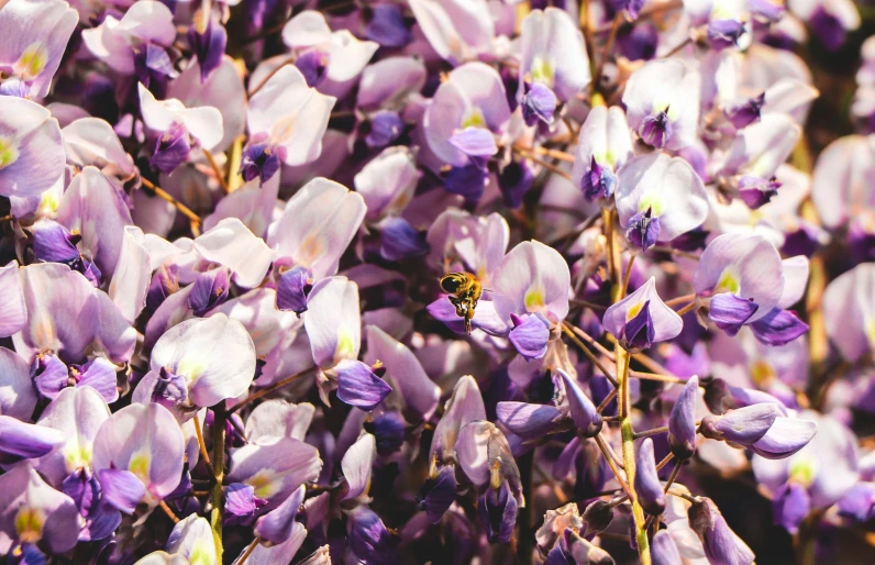 the bee is on the lavender flowers together