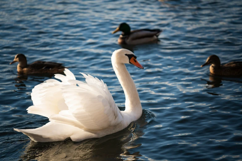 a swan swims on the water as ducks watch