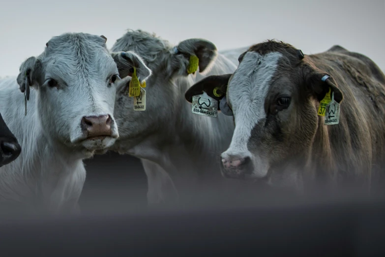 a herd of cattle with tags on their ears