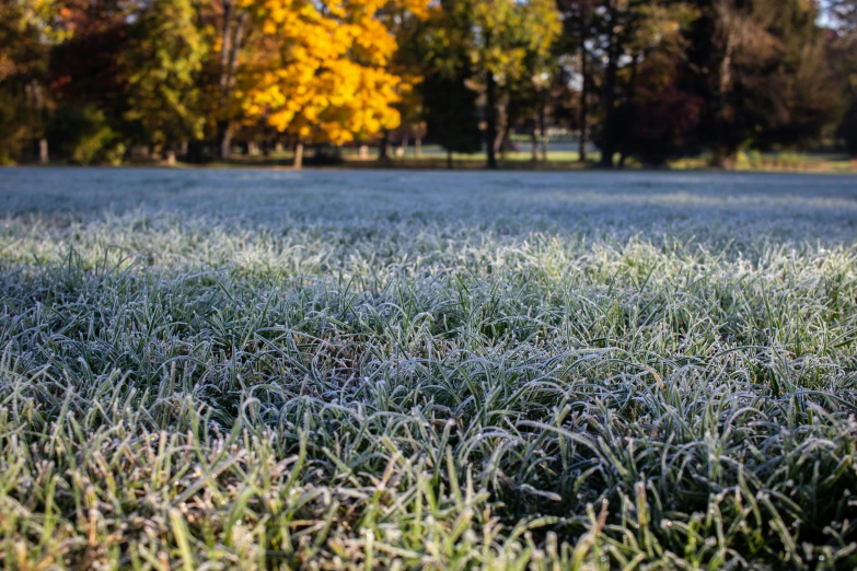 frosty grass is on the ground outside