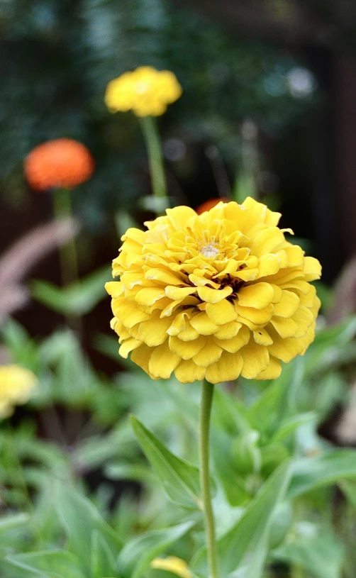 a yellow flower that is blooming outside