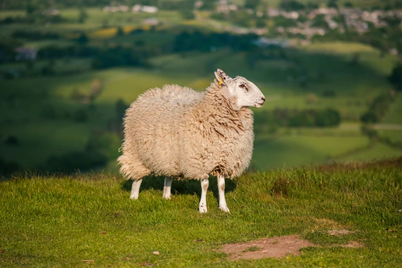 the sheep is standing on the side of a hill