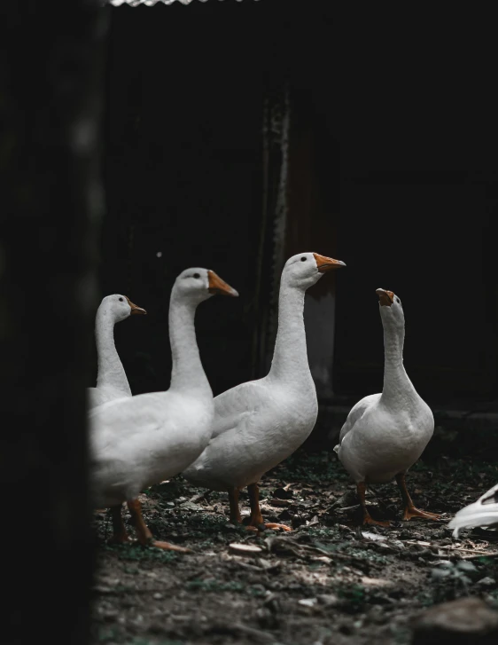 four ducks standing in the middle of some grass