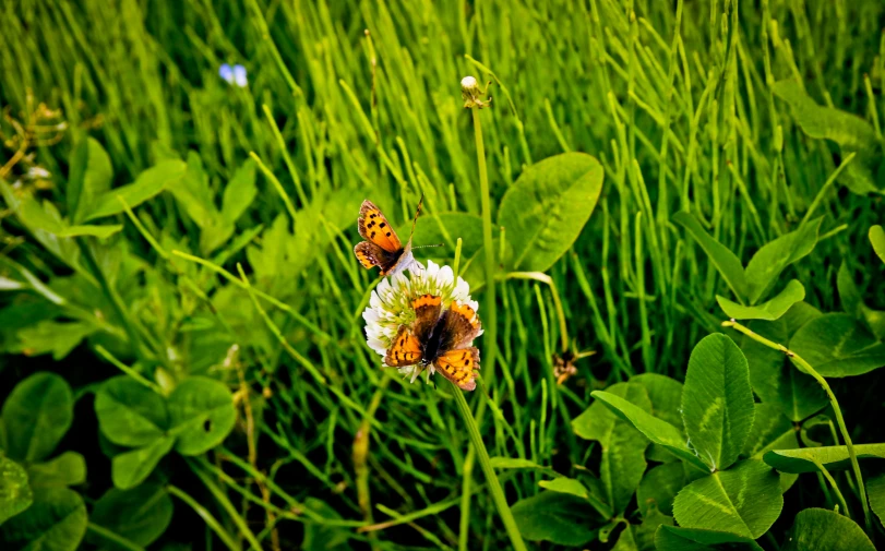 two erflies perched on top of flowers in a field